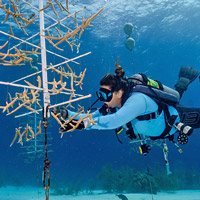 Diver Coral