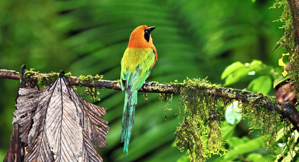 Bird Watching Costa Rica