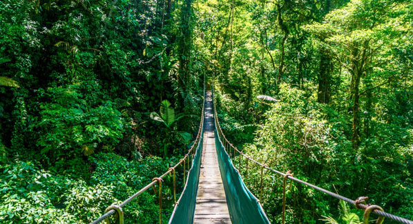 Hanging Bridge Cota Rica