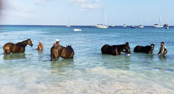 Horses Barbados