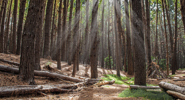 Makawao Forest