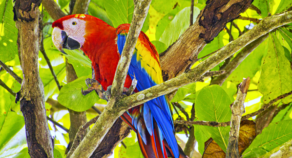 Birds Macaw