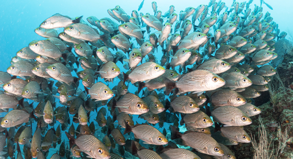 Schooling osa peninsula