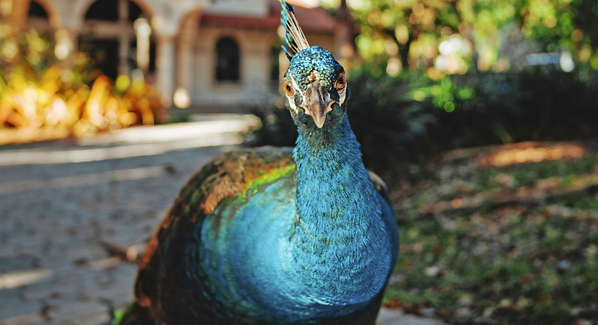 Peacock Park