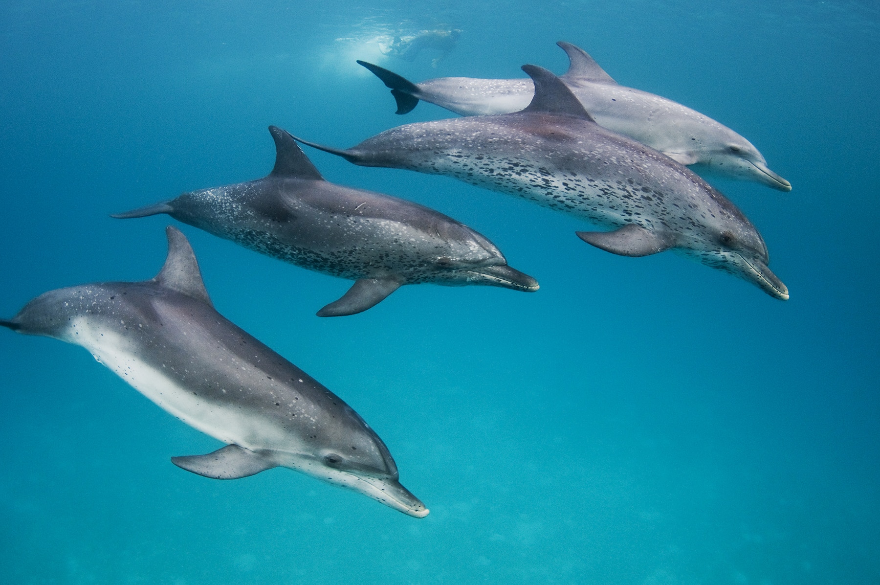 Dolphins