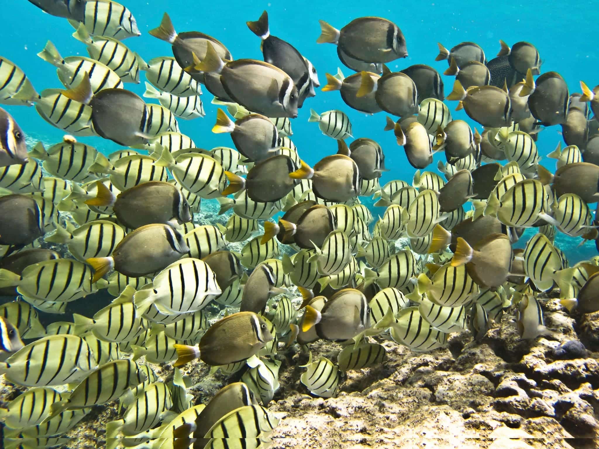 Fish underwater