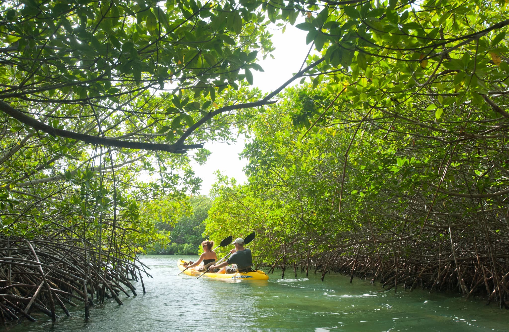 Kayaking the mangroves in Bonaire