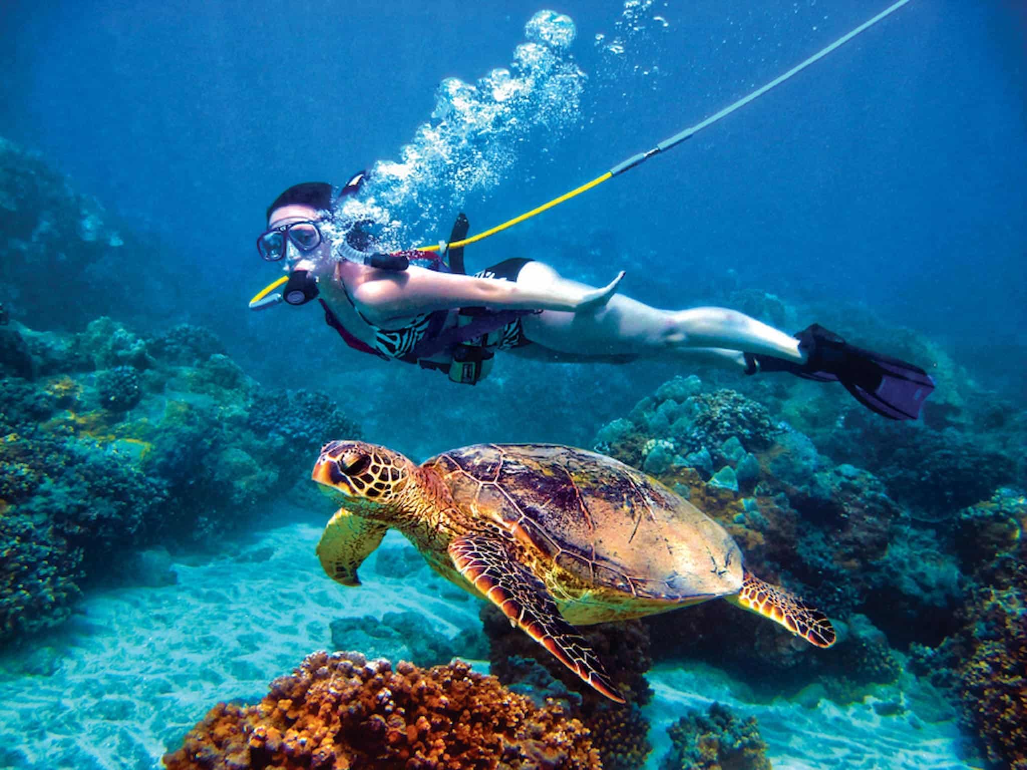 Snuba with turtles, st. thomas, USVI