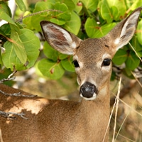 August is the best time of year to spot the tiny Key deer and their offspring in the Lower Keys. Photo: iStock 