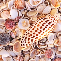 A day’s bounty for the serious shell hunter.  Photo: Dave Meardon 