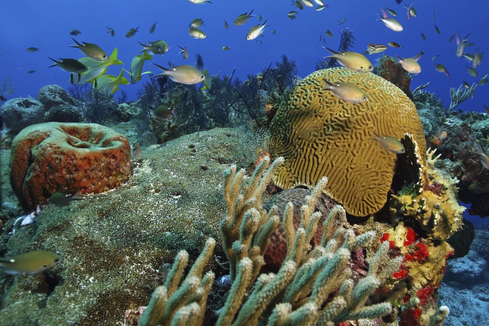 Cozumel Diving