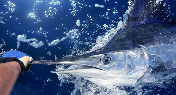 Cayman Island Fishing, Adventures on Grand Cayman