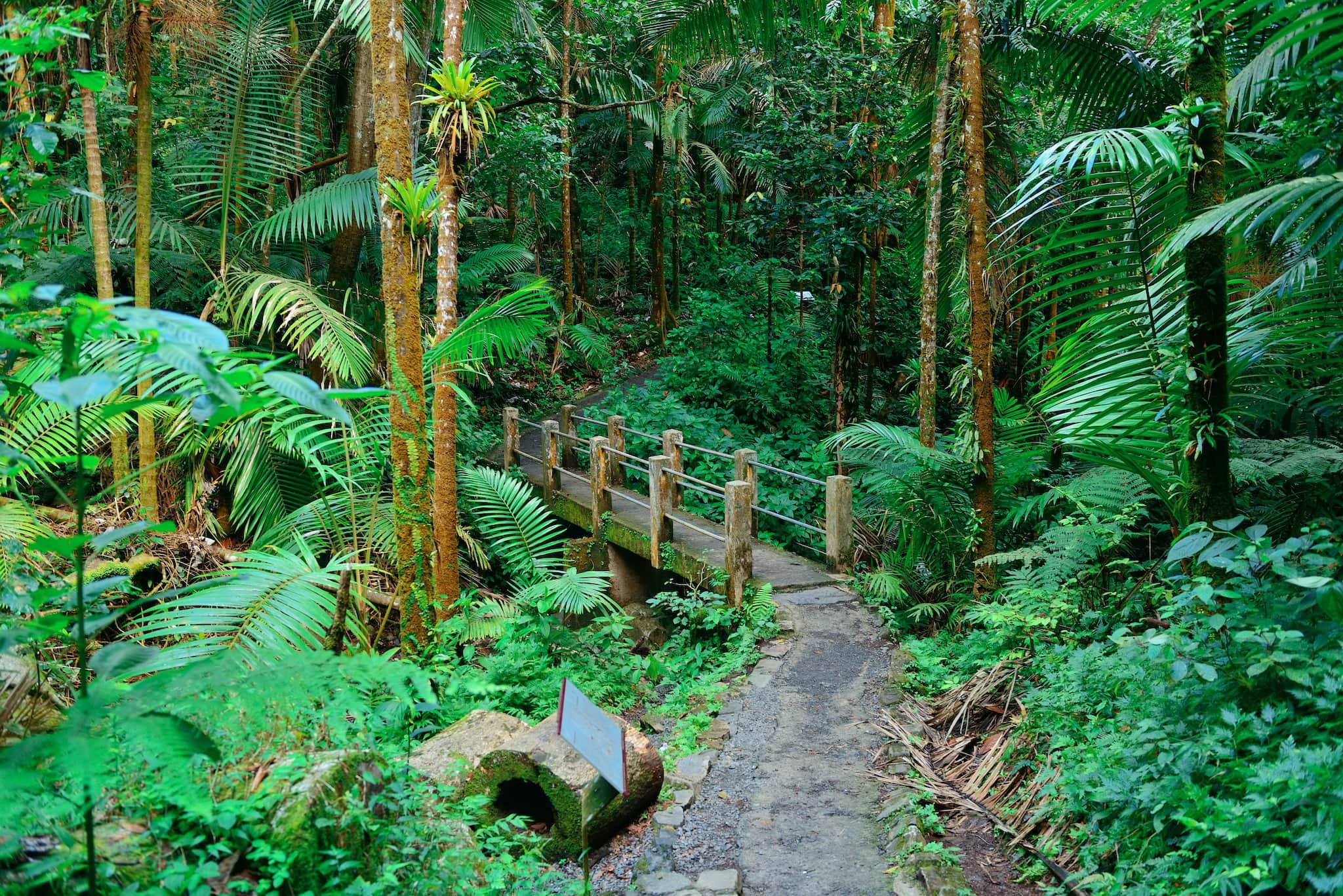 El Yunque Puerto Rico