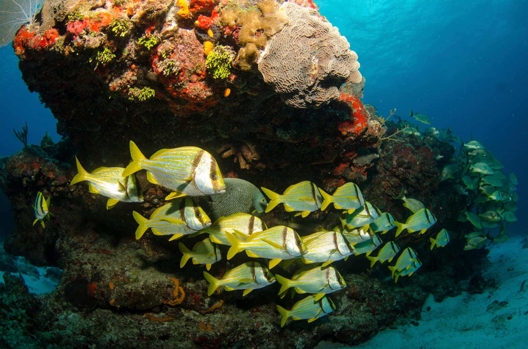 Aruba underwater