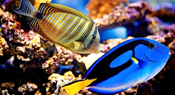 Hawaii Snorkeling