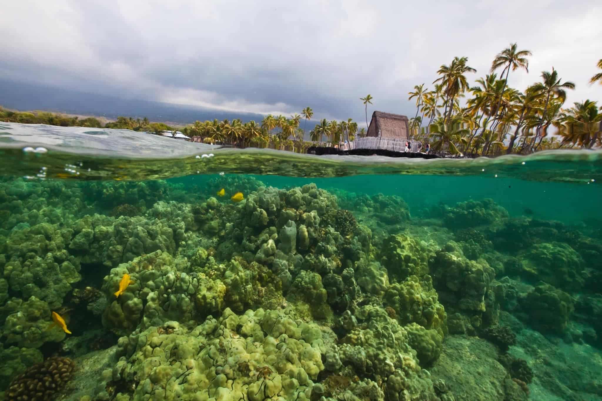 Hawaii Snorkeling