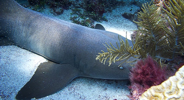 Mazatlan, shark in Mexico