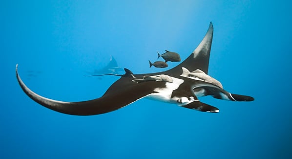 Manta Rays in Cabo Pulmo Mexico