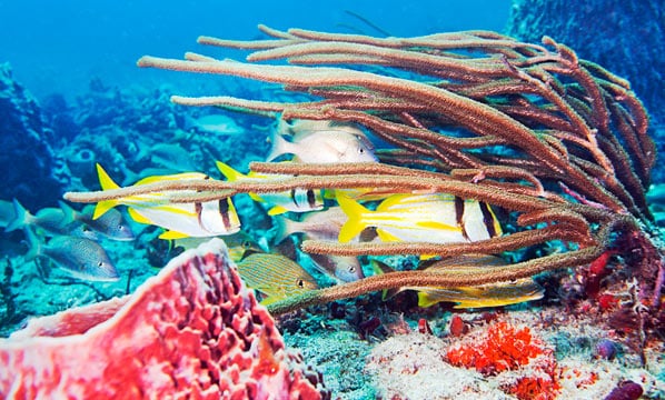 Cozumel, Mexico Snorkeling with Fish, best snorkel sites in Mexico