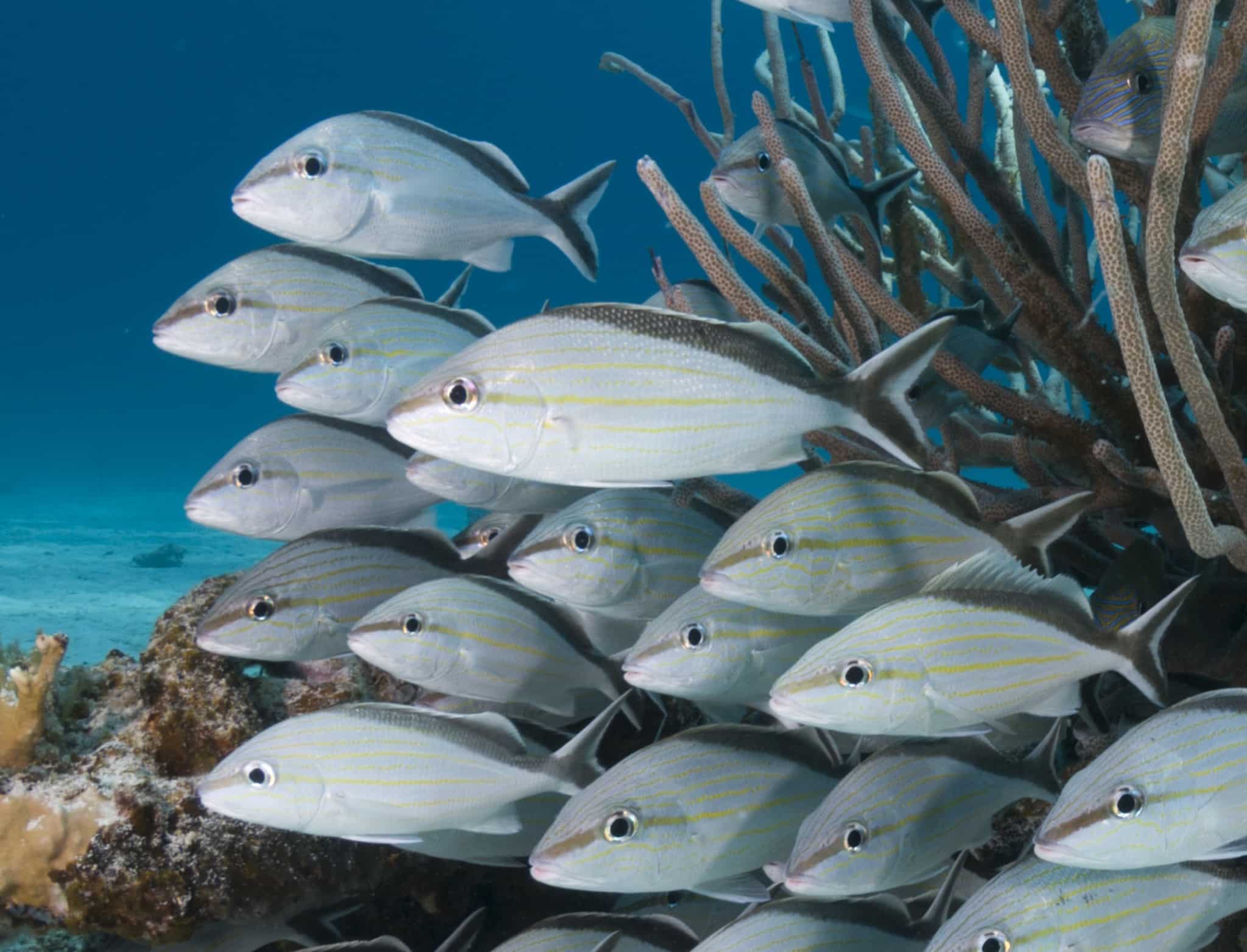 Common Reef Fish