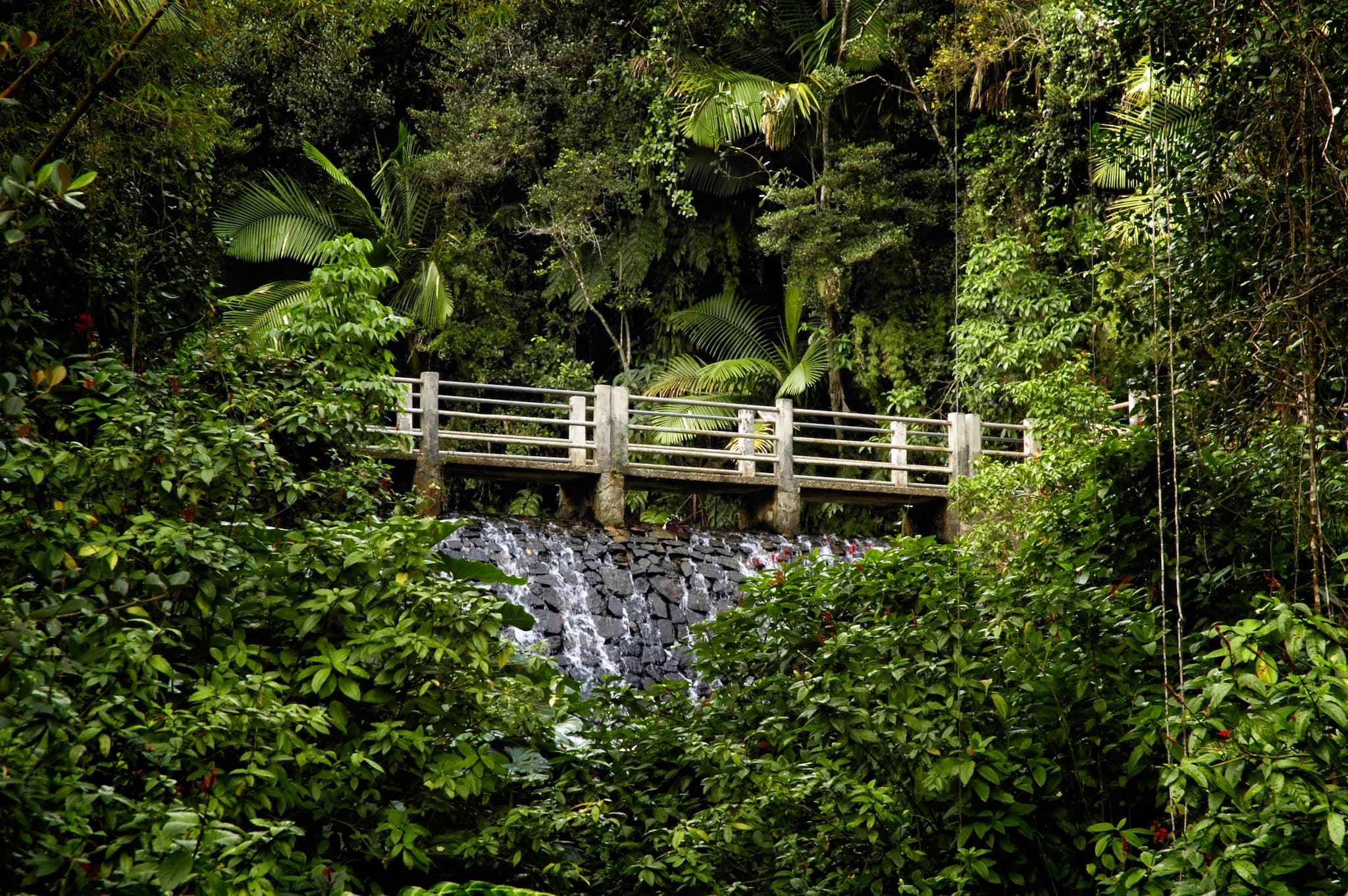 Puerto Rico El Yunque Bridge