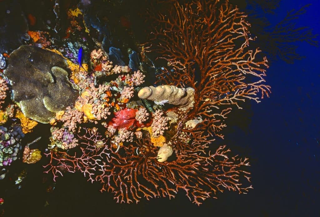 Saba