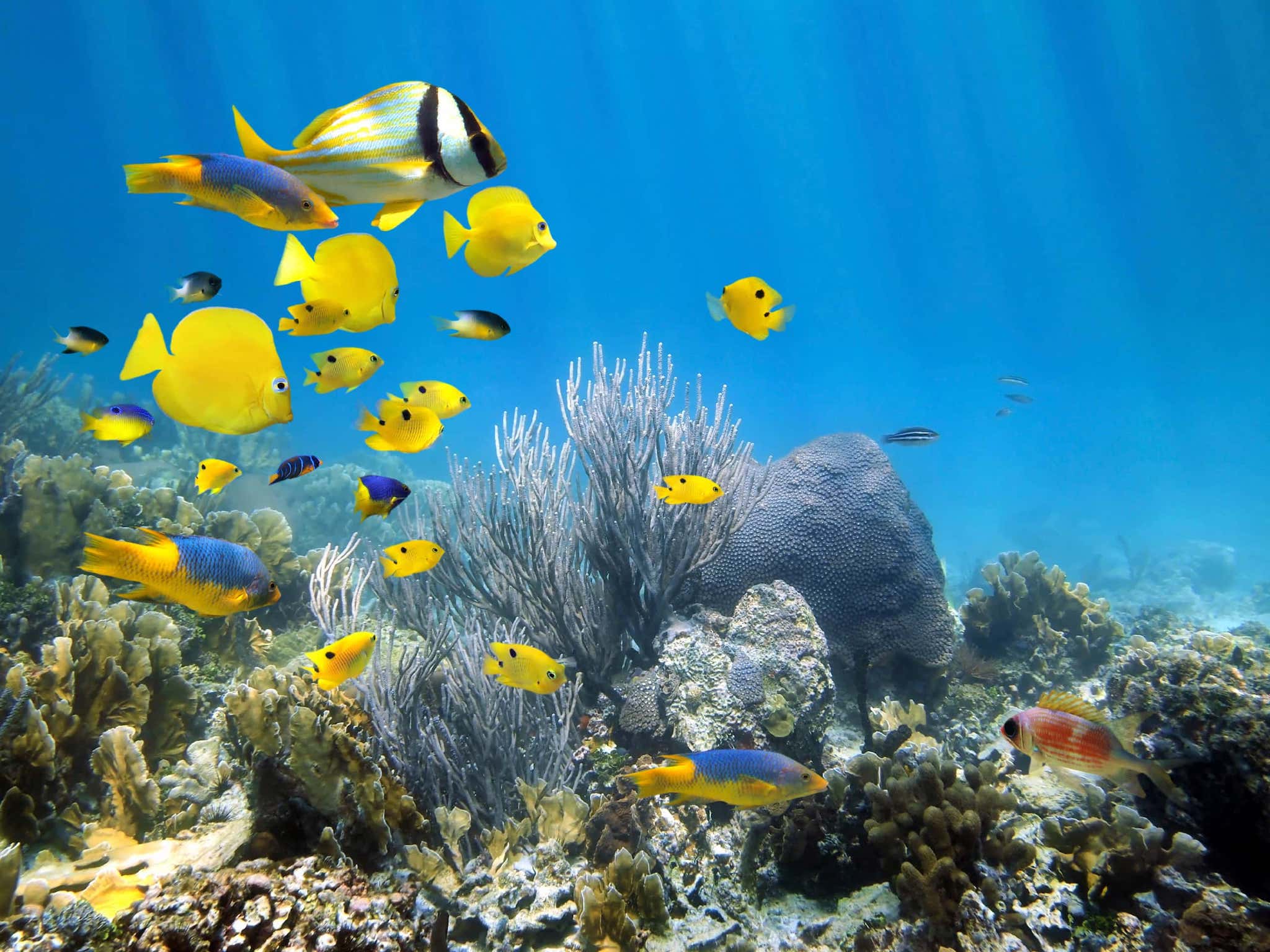 Florida Keys Coral Reef Fish