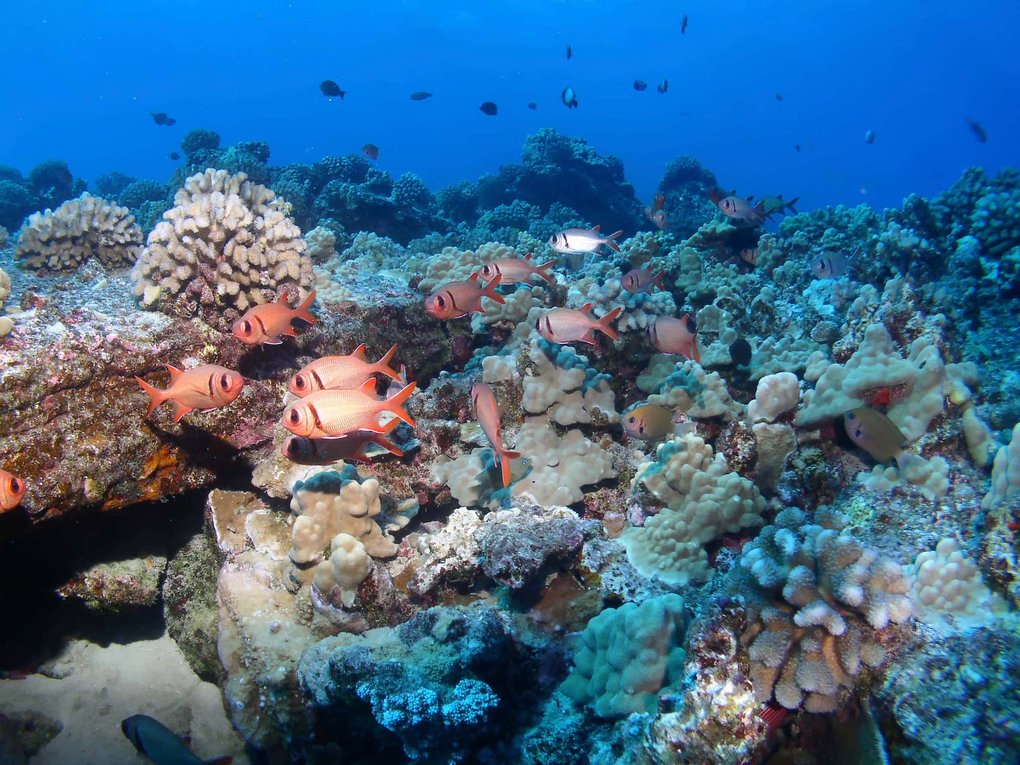 Maui, Molokini Reef Fish