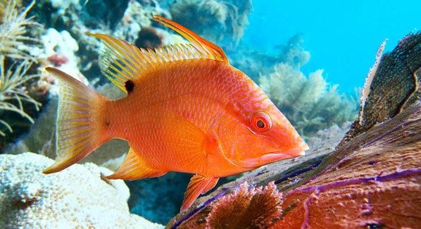 BVI Hogfish