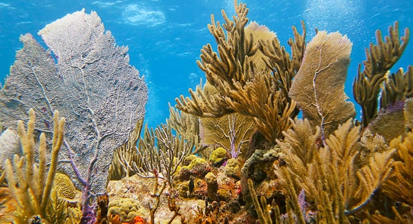 BVI Coral