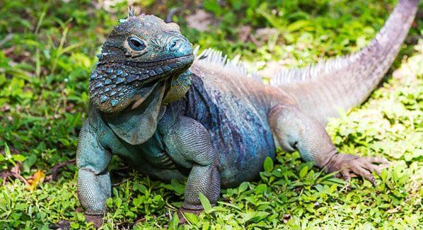 Grand Cayman Blue Iguana