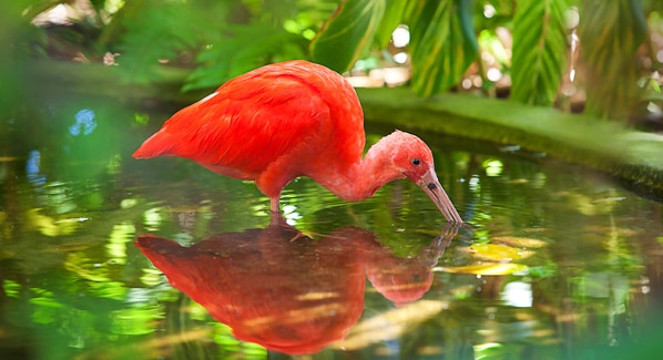 Grand Cayman Scarlet Ibis