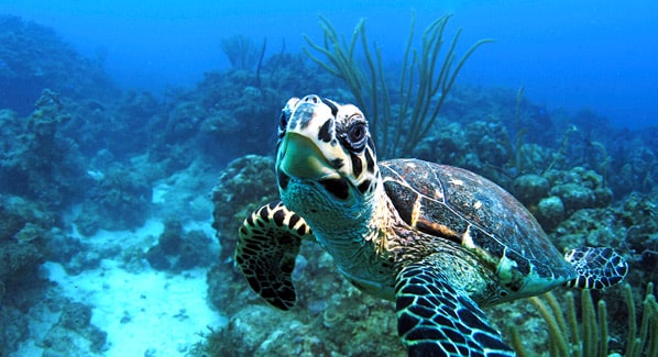 USVI Turtle