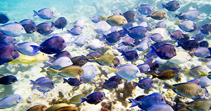 USVI tropical fish