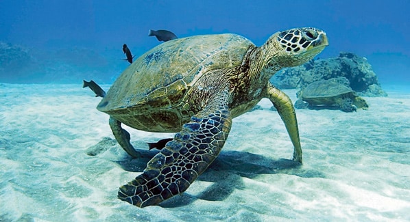 Green Turtle Caribbean