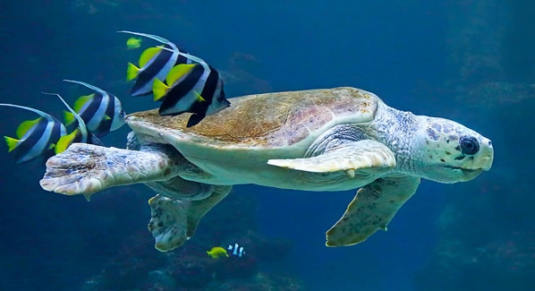 Loggerhead Turtle