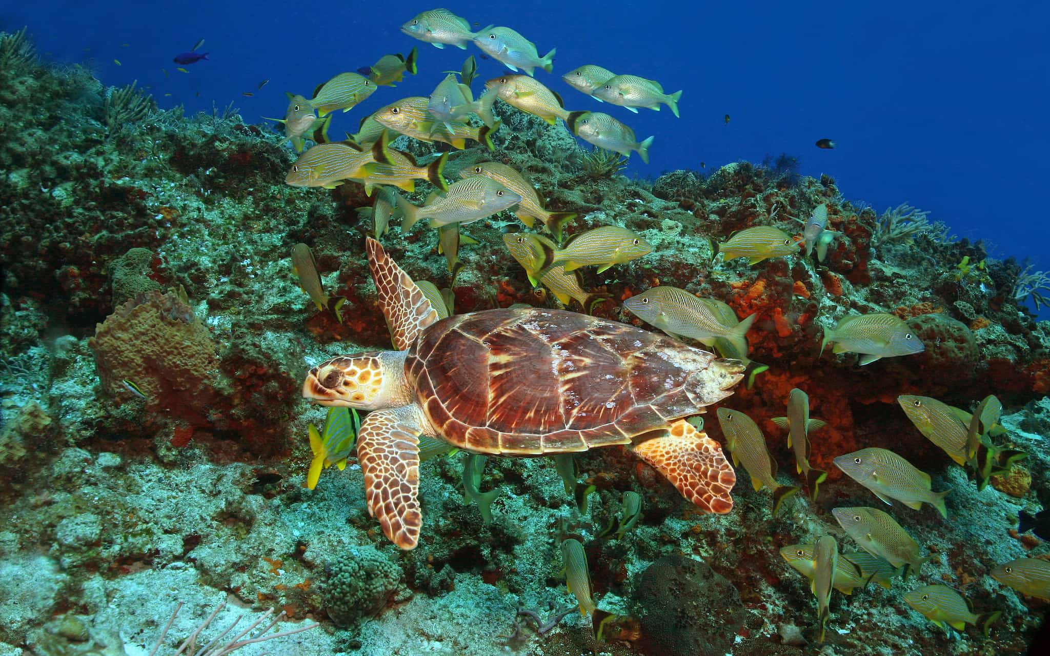 Hawksbill Turtle