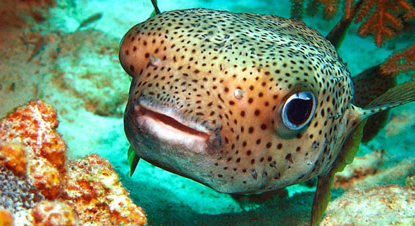 Puffer Fish Turks & Caicos