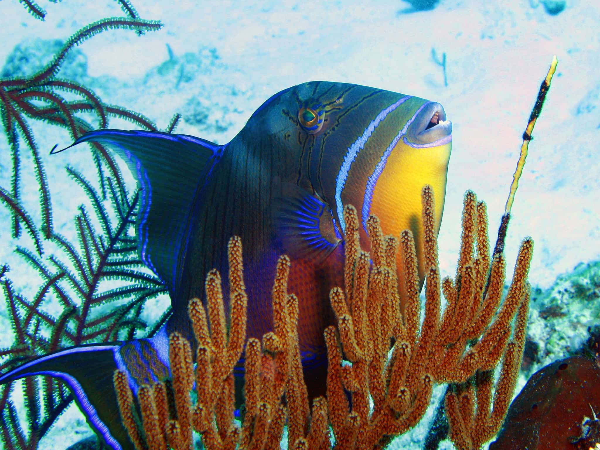 Turks & Caicos Queen Triggerfish