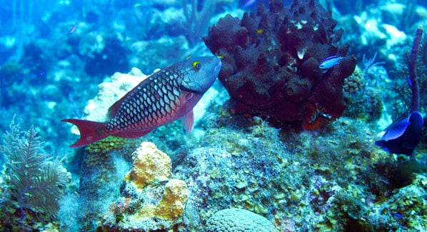 Parrotfish Turks & Caicos