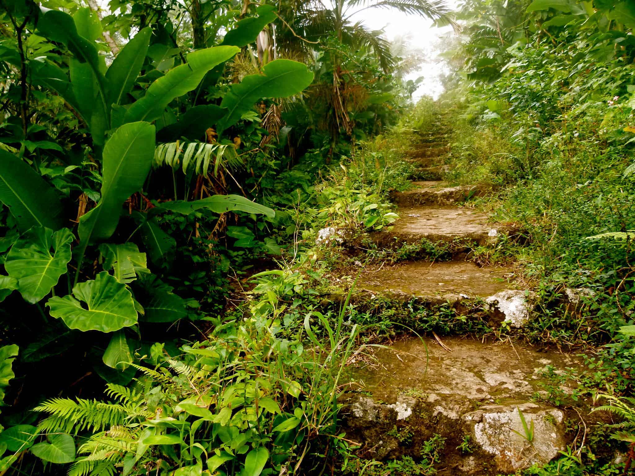 Saba Mt Scenery