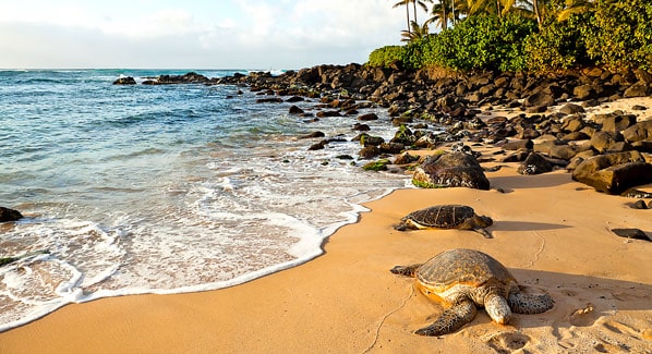 Hawaii Green Sea Turtles