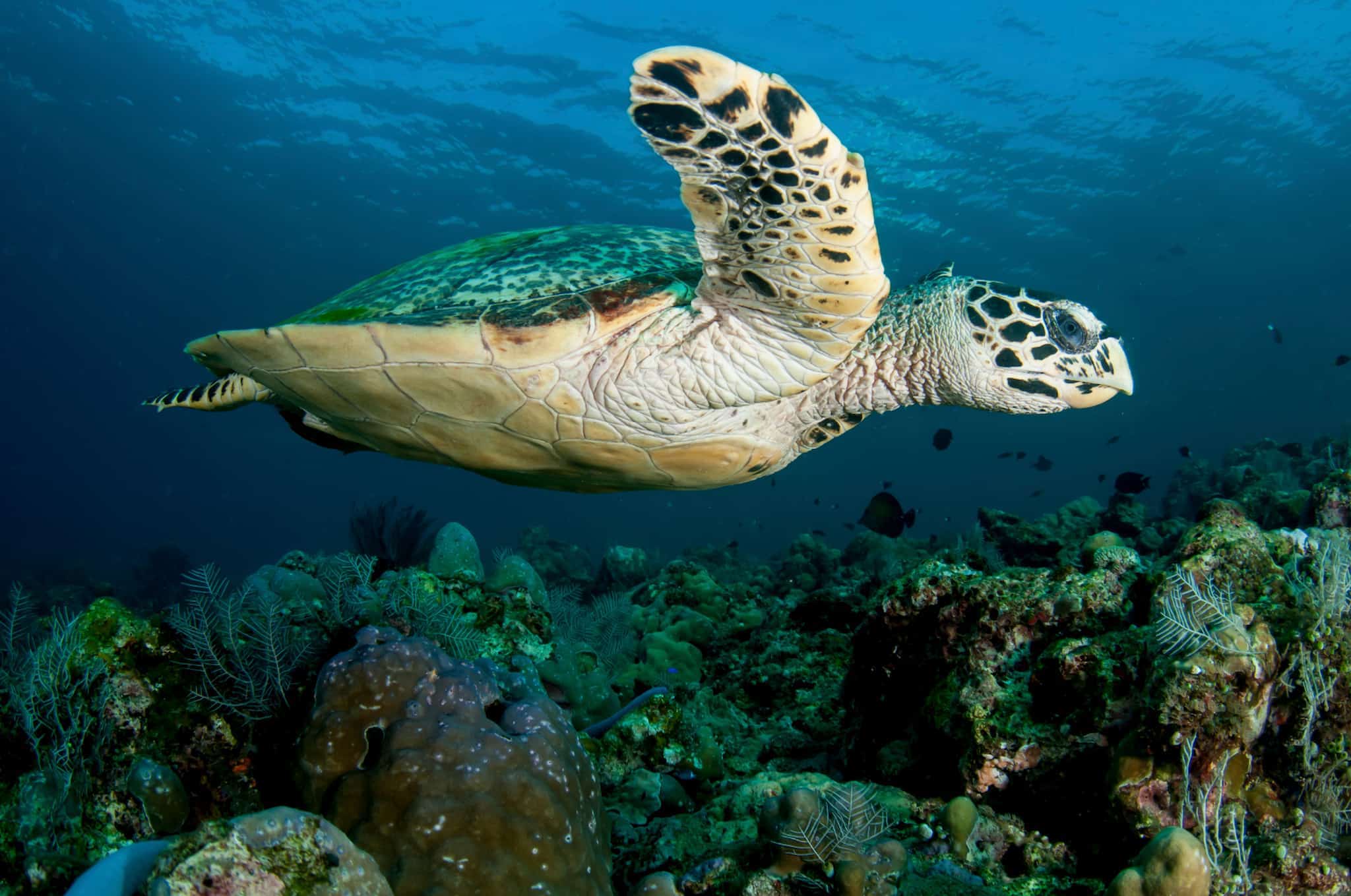 Maui Turtle