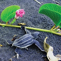 Dominica Sea Turtle