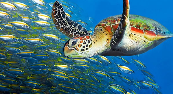 Nevis Four Seasons Sea Turtle