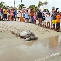 Nevis Turtles Four Seasons