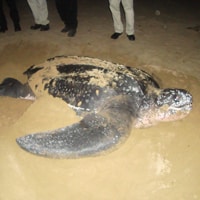 Puerto Rico St Regis Sea Turtle