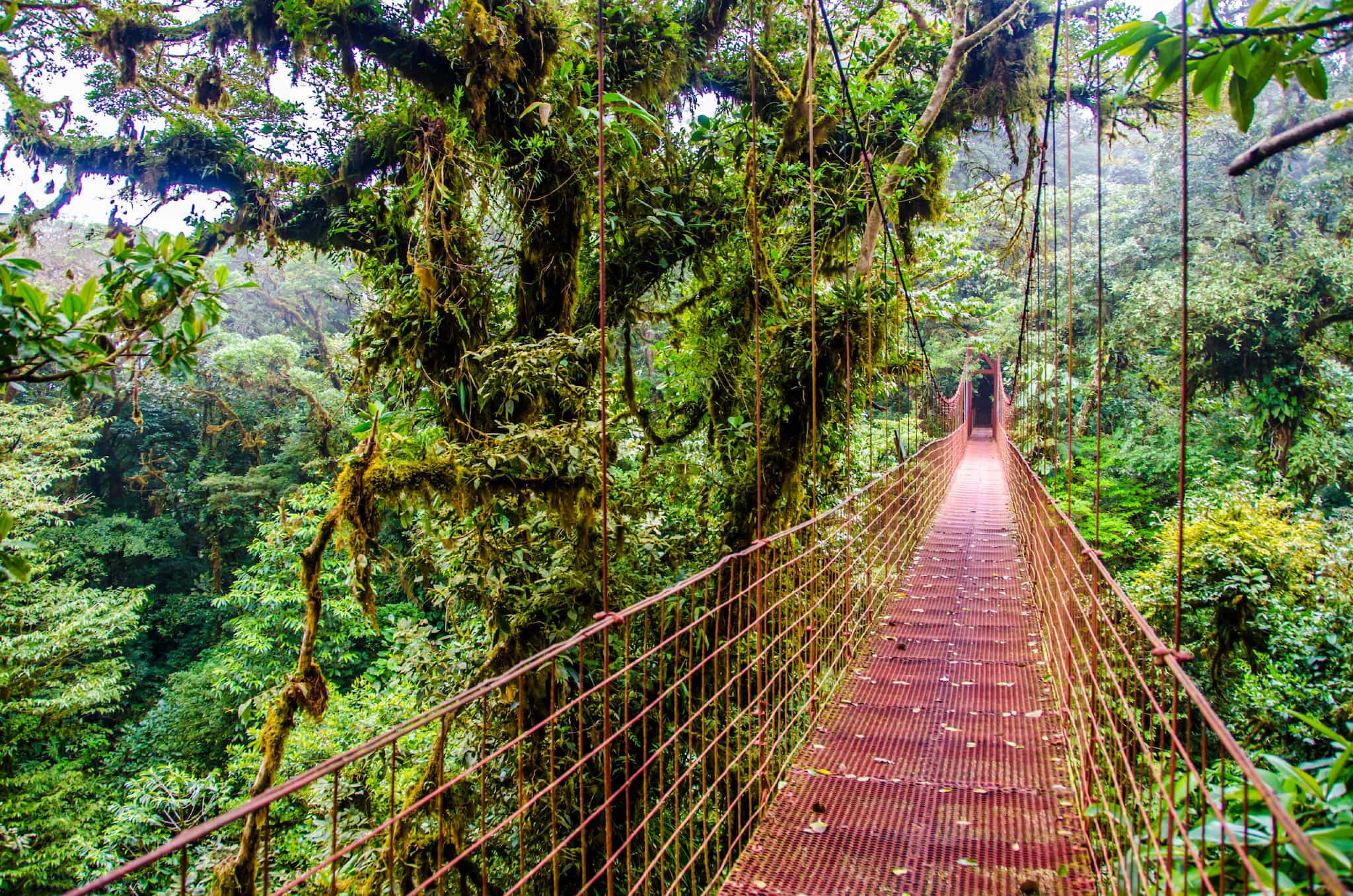 Costa Rica Cloud Forest