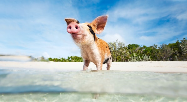Bahamas Pigs