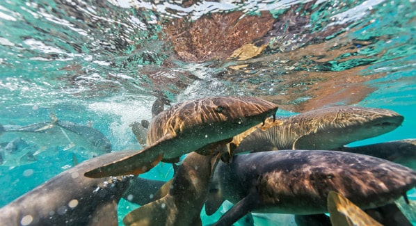 Belize Nurse Sharks